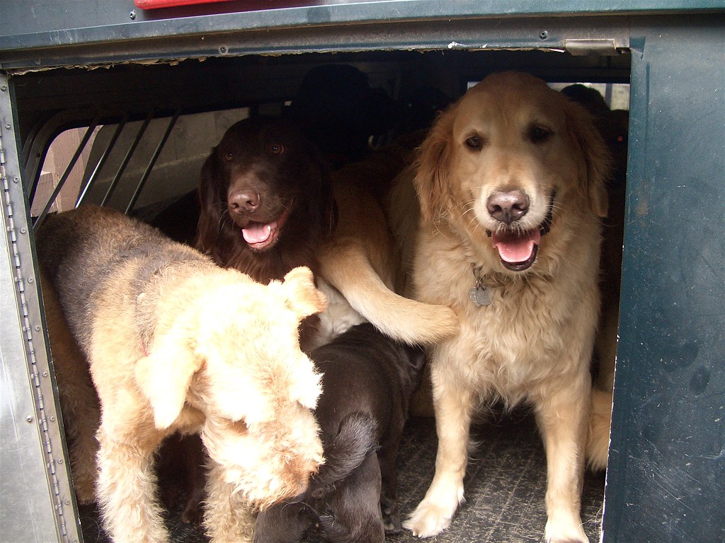 Truck o' dogs