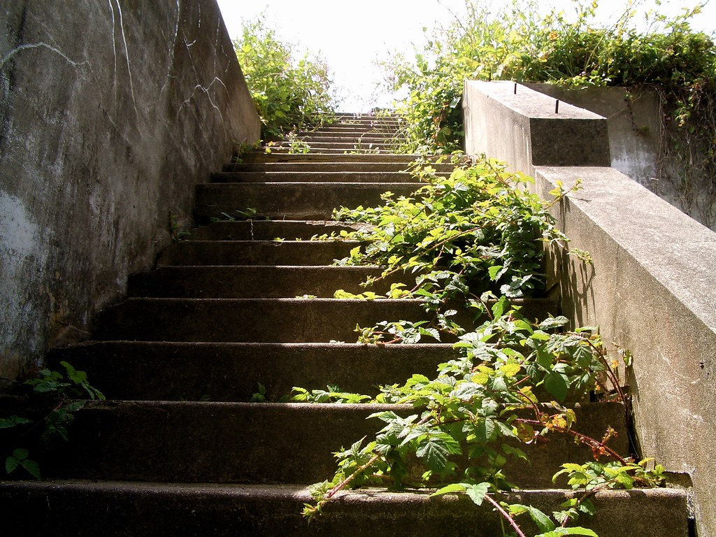 Bunker steps and blackberries