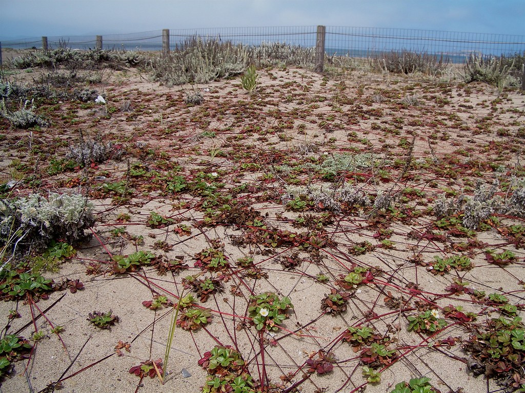 Dune Strawberries