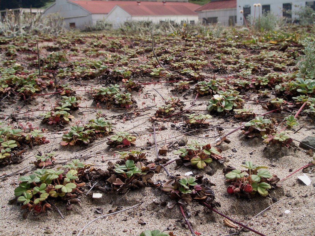 Dune Strawberries