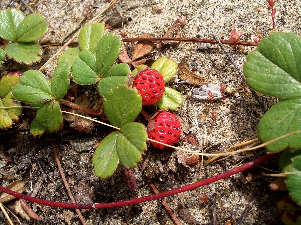 Dune Strawberries