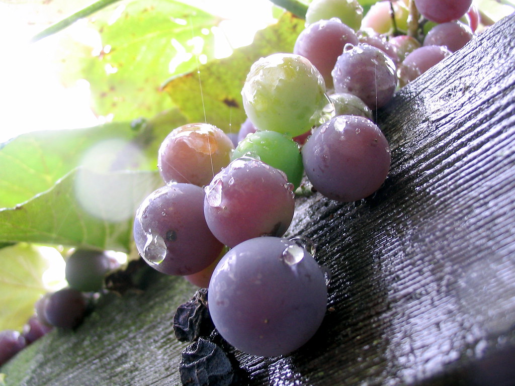 Wine grapes