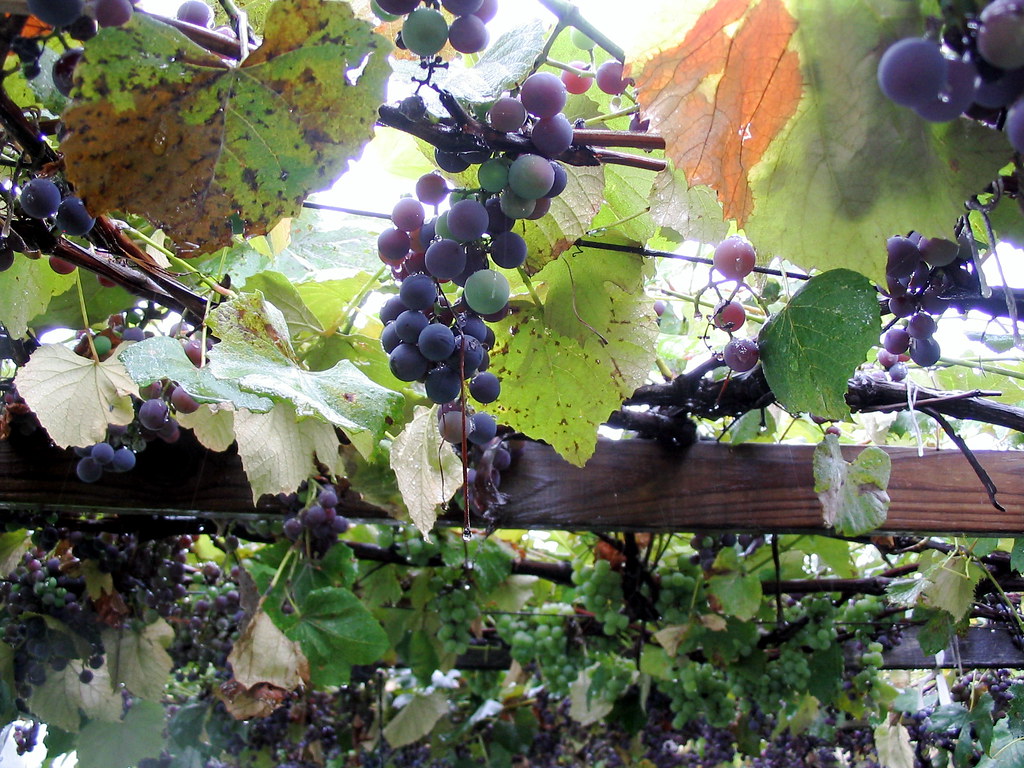 Wine grapes