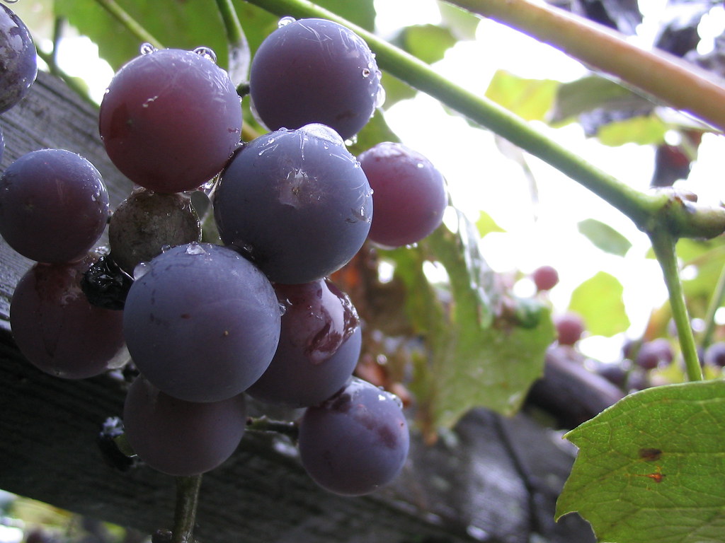 Wine grapes