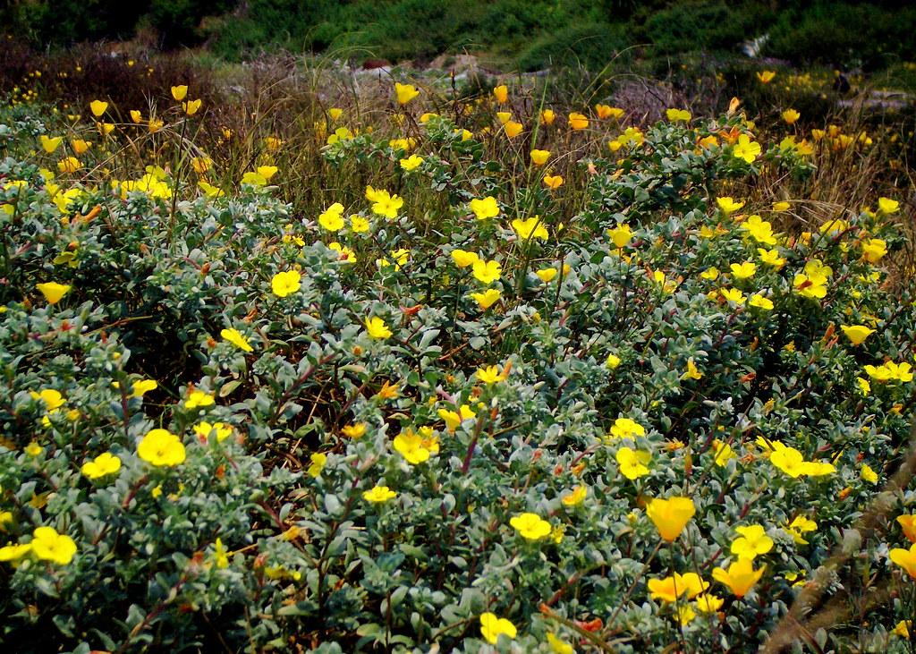 California Poppies