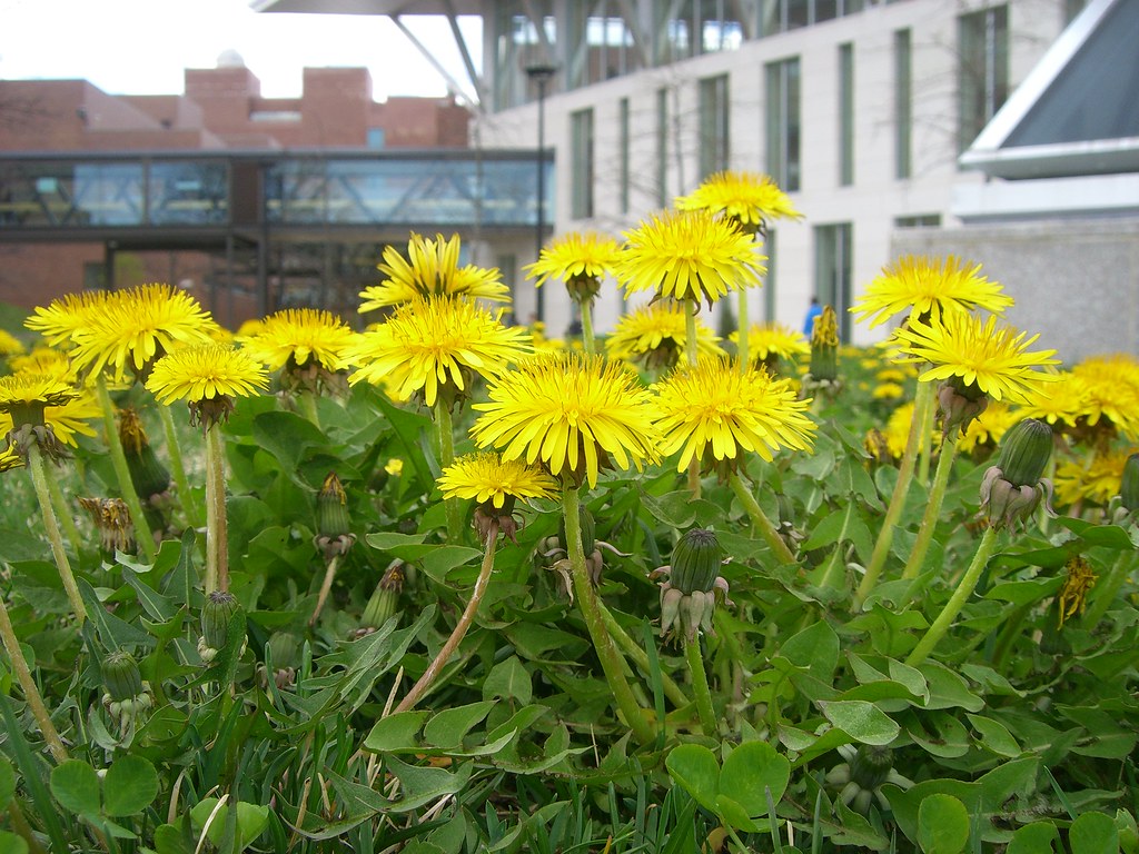 Dandelions at UMass Boston